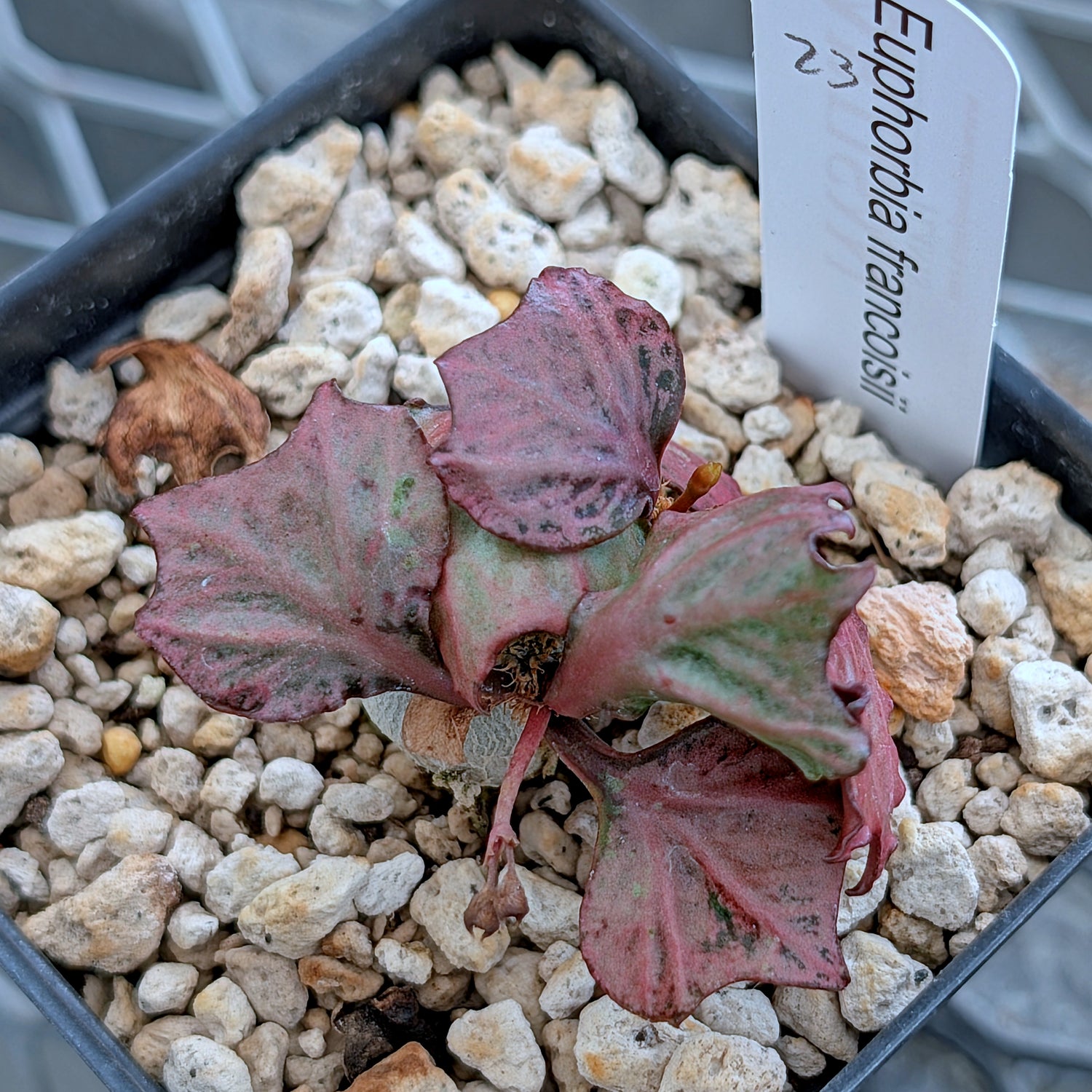 Euphorbia francoisii #23