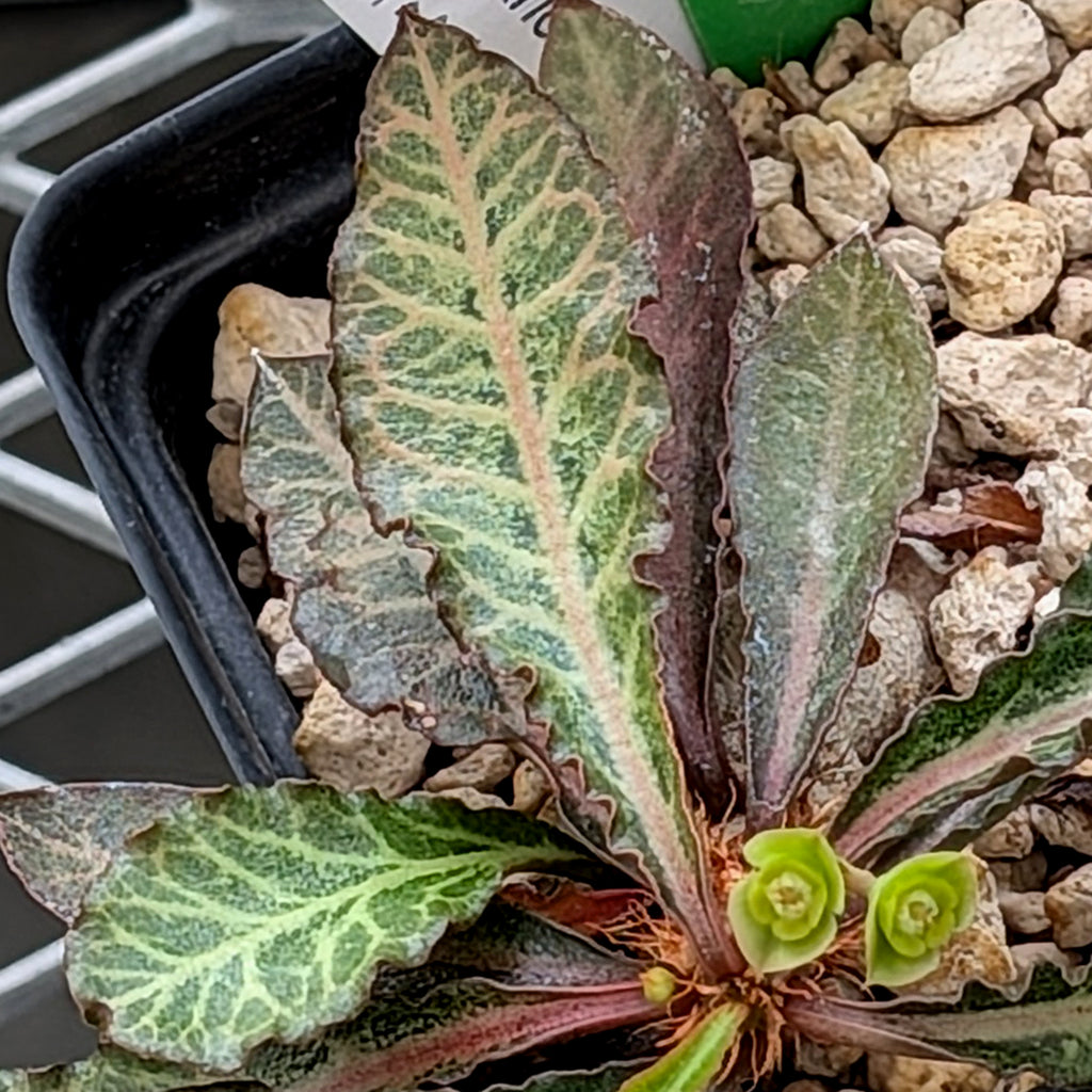 Euphorbia francoisii x cap-saintemariensis #23