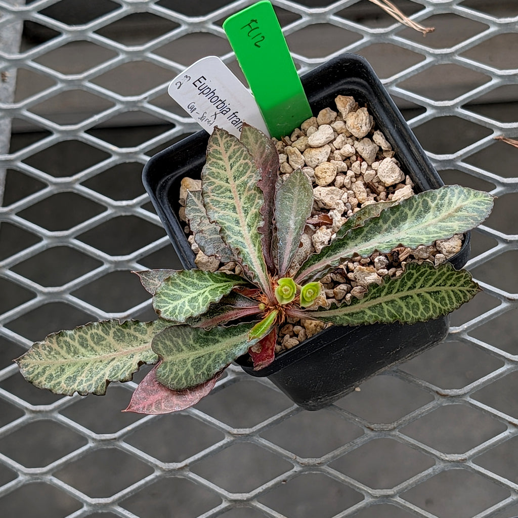 Euphorbia francoisii x cap-saintemariensis #23