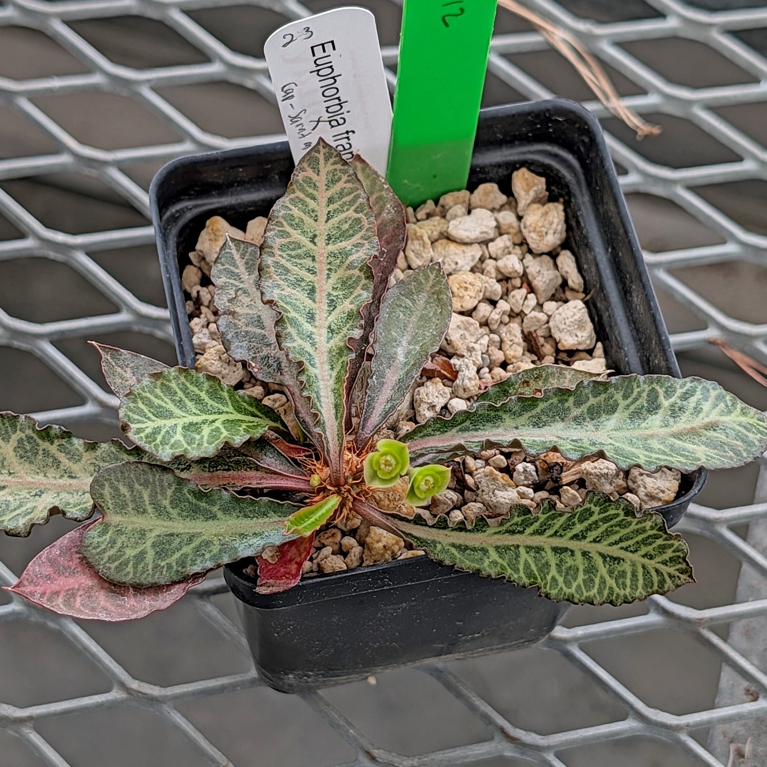 Euphorbia francoisii x cap-saintemariensis #23