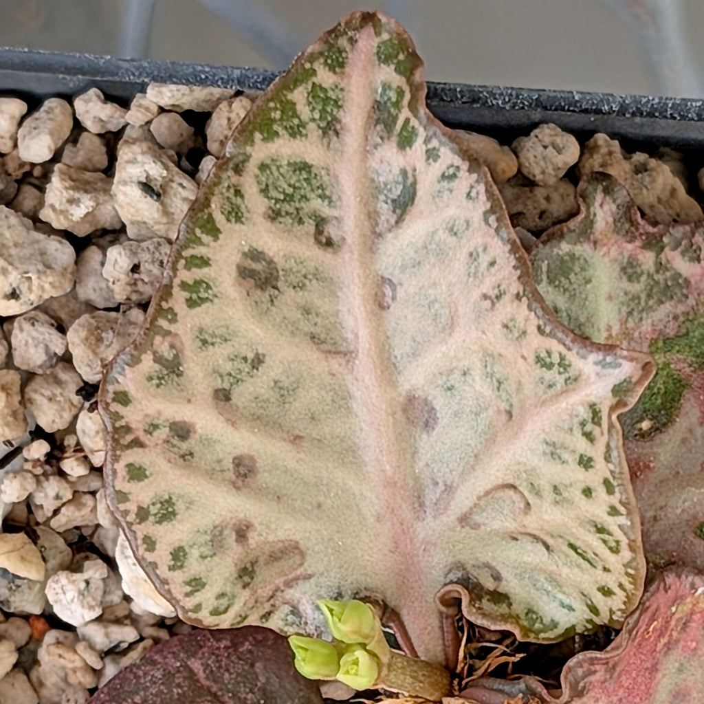 Euphorbia francoisii #24