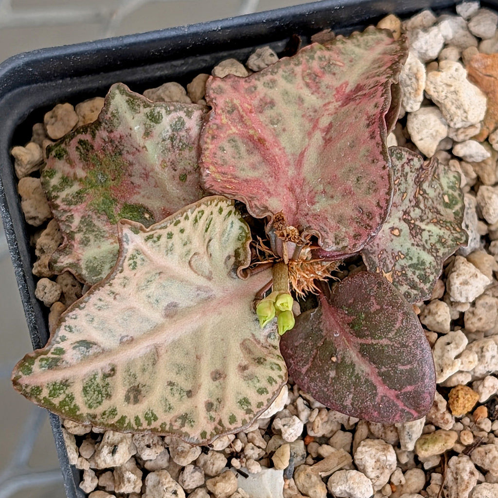 Euphorbia francoisii #24