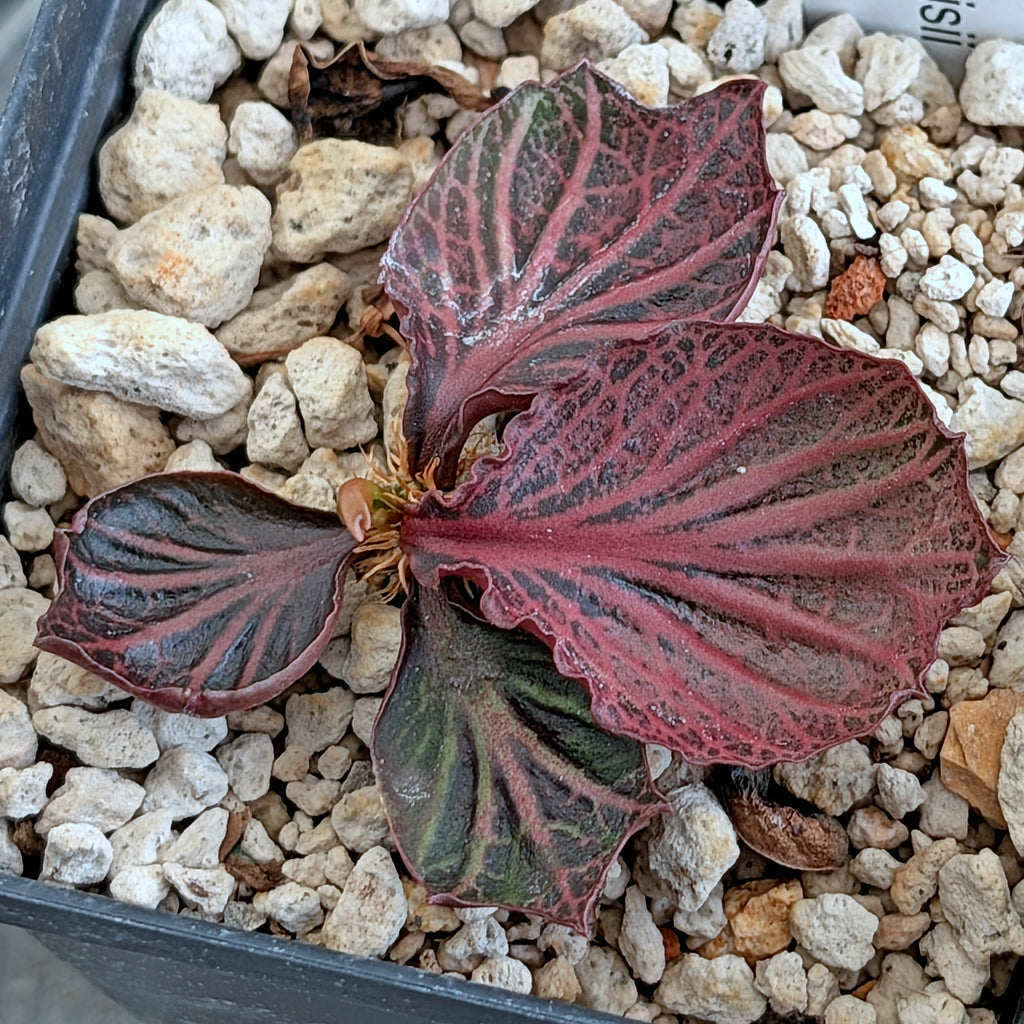 Euphorbia francoisii #25
