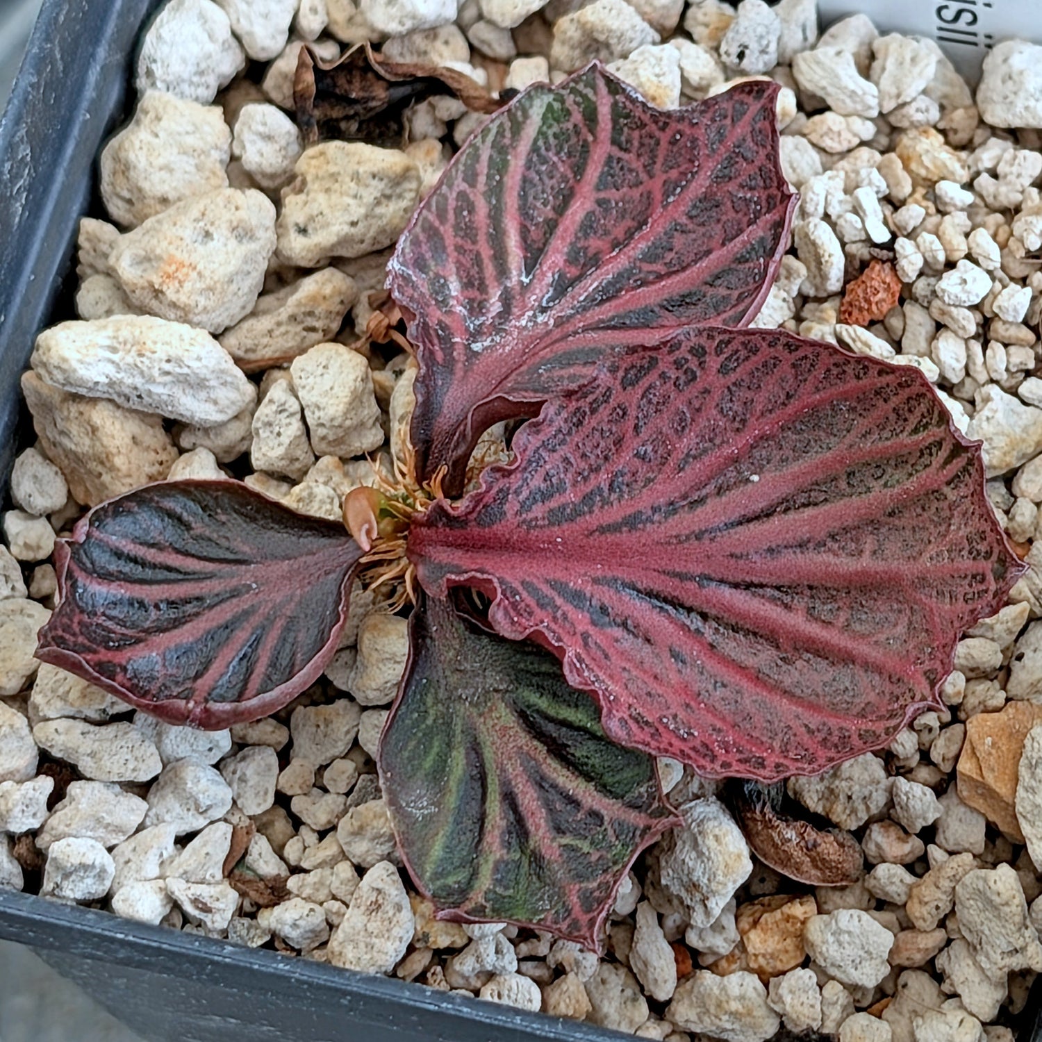 Euphorbia francoisii #25