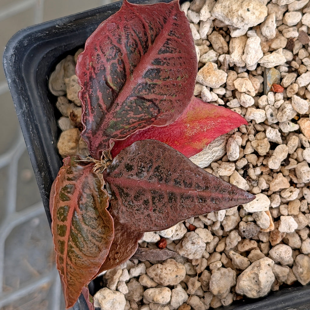 Euphorbia francoisii #26