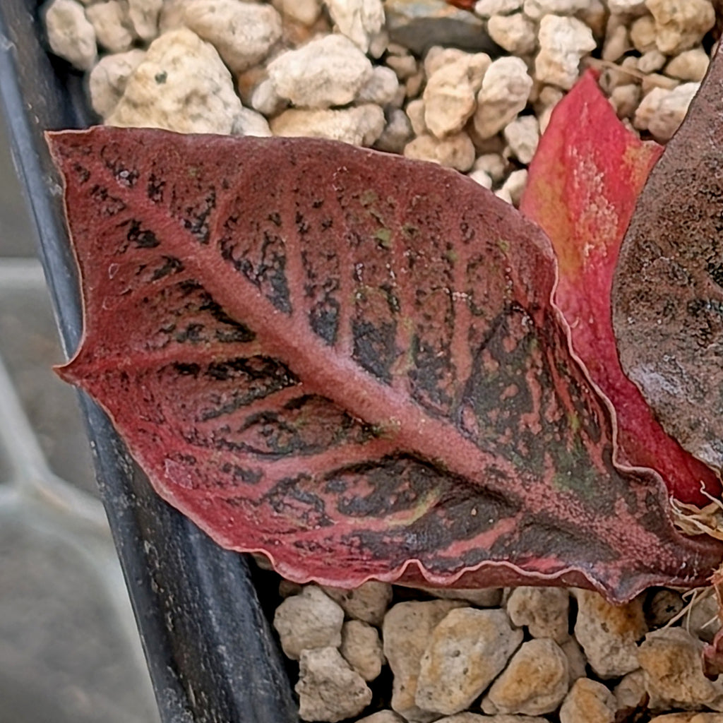 Euphorbia francoisii #26