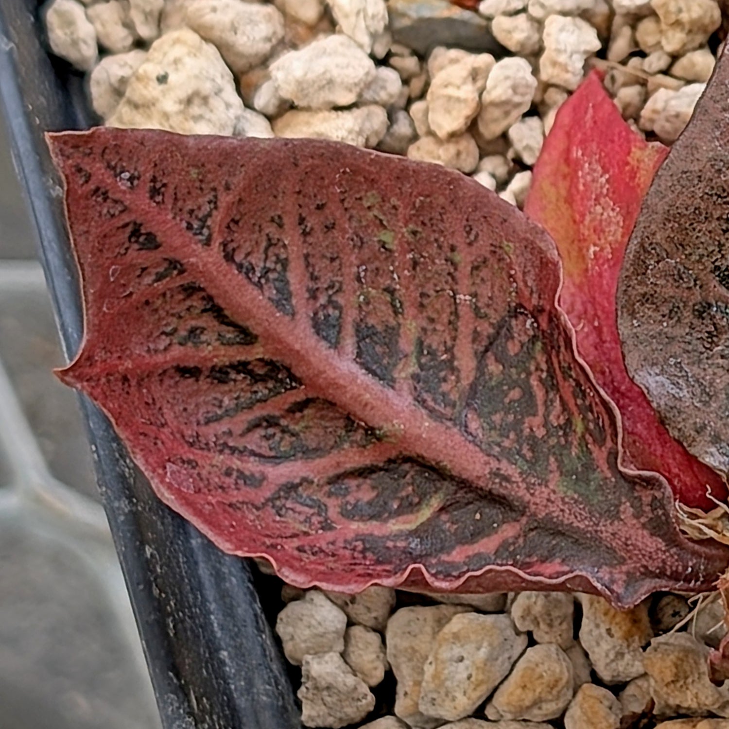 Euphorbia francoisii #26
