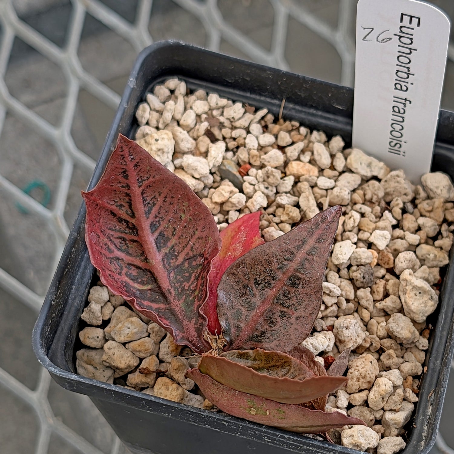Euphorbia francoisii #26