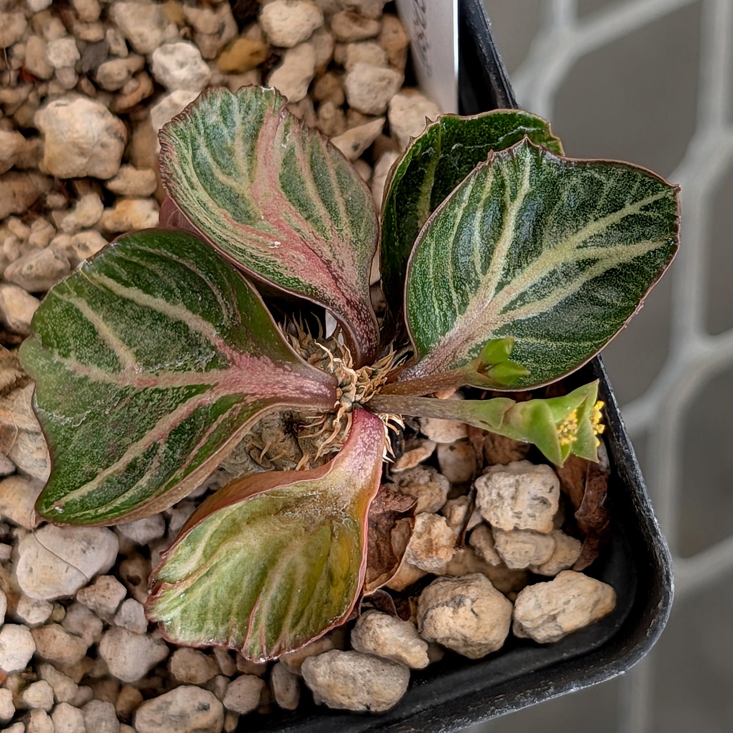 Euphorbia francoisii #27