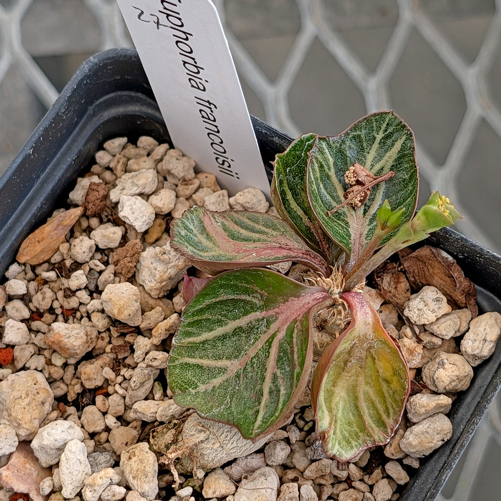 Euphorbia francoisii #27