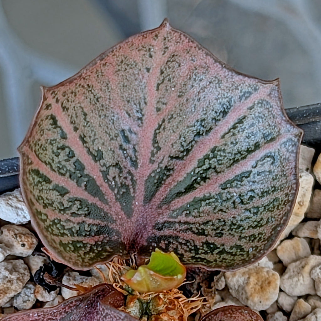 Euphorbia francoisii #28