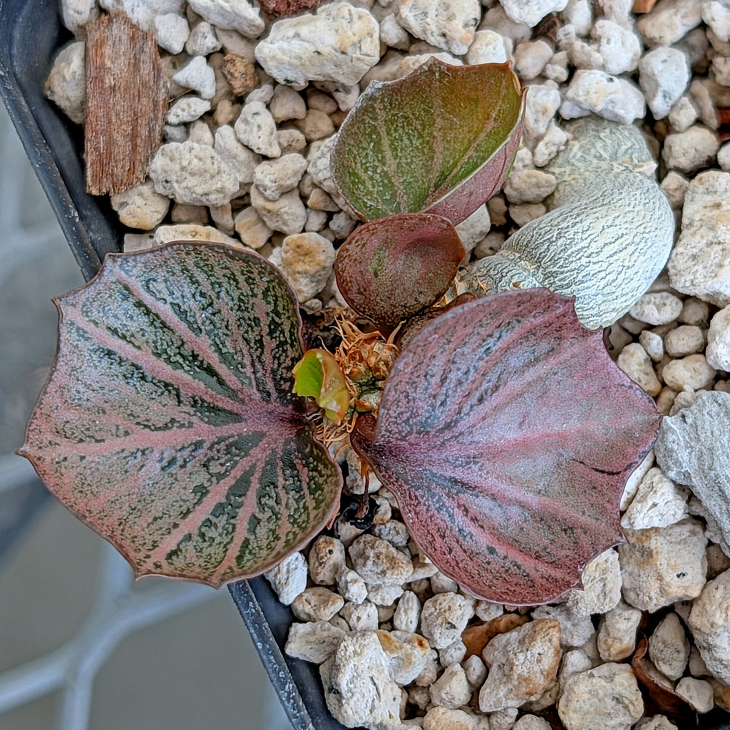 Euphorbia francoisii #28