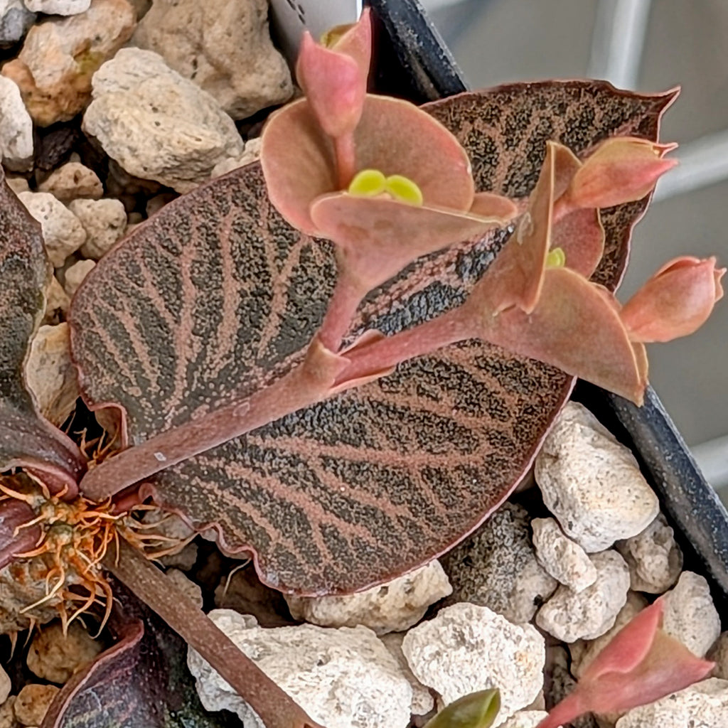 Euphorbia francoisii #29