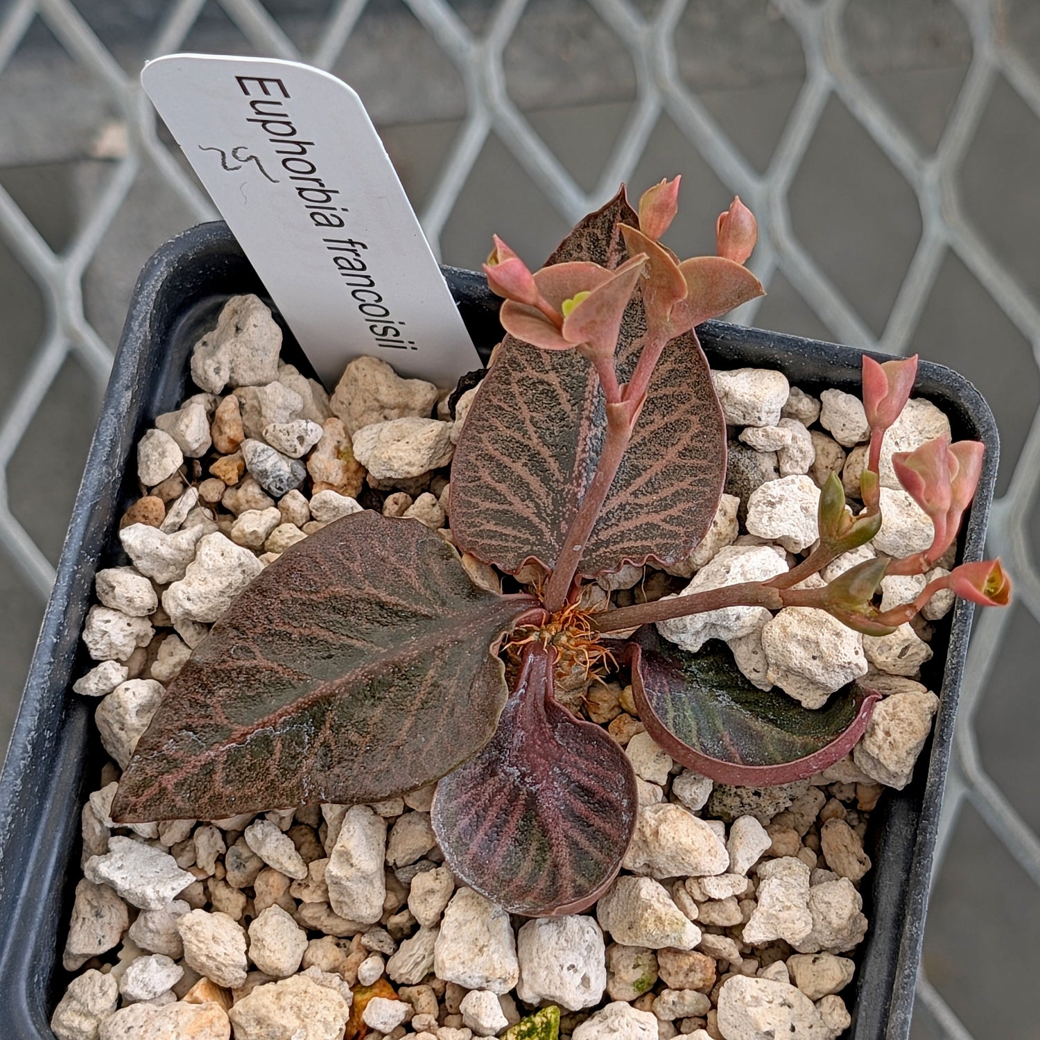 Euphorbia francoisii #29
