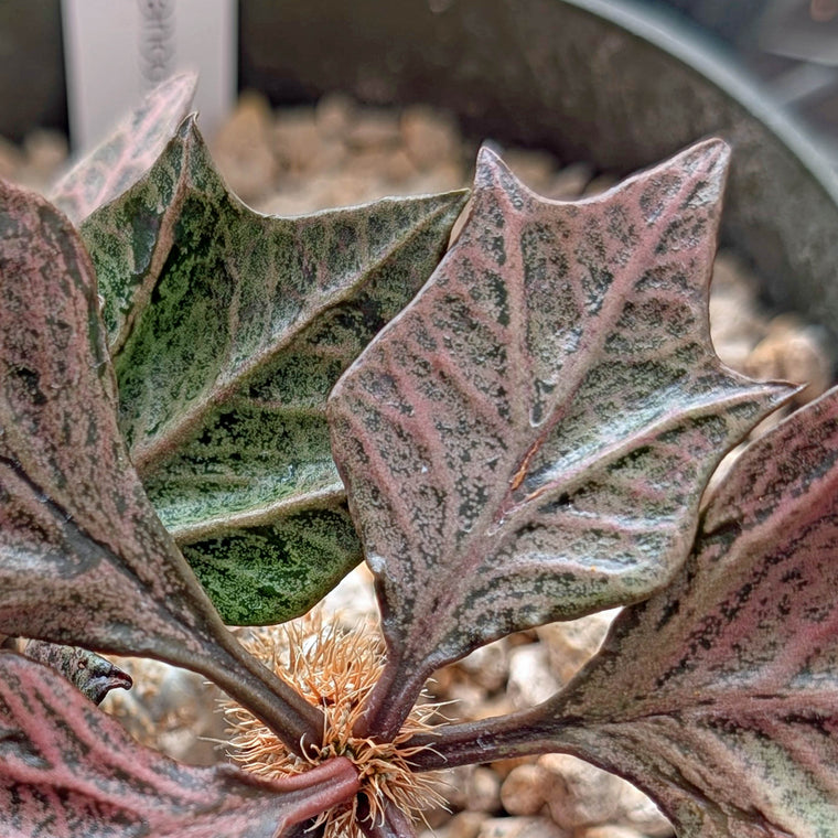 Euphorbia francoisii #3