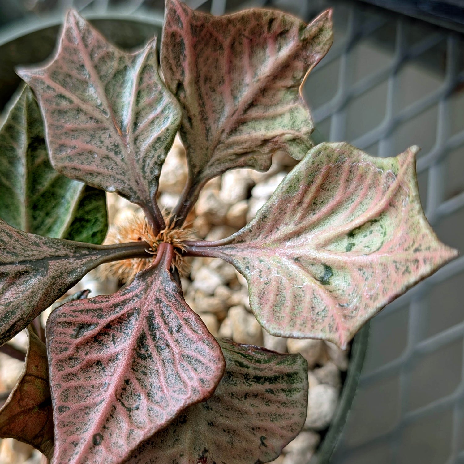 Euphorbia francoisii #3