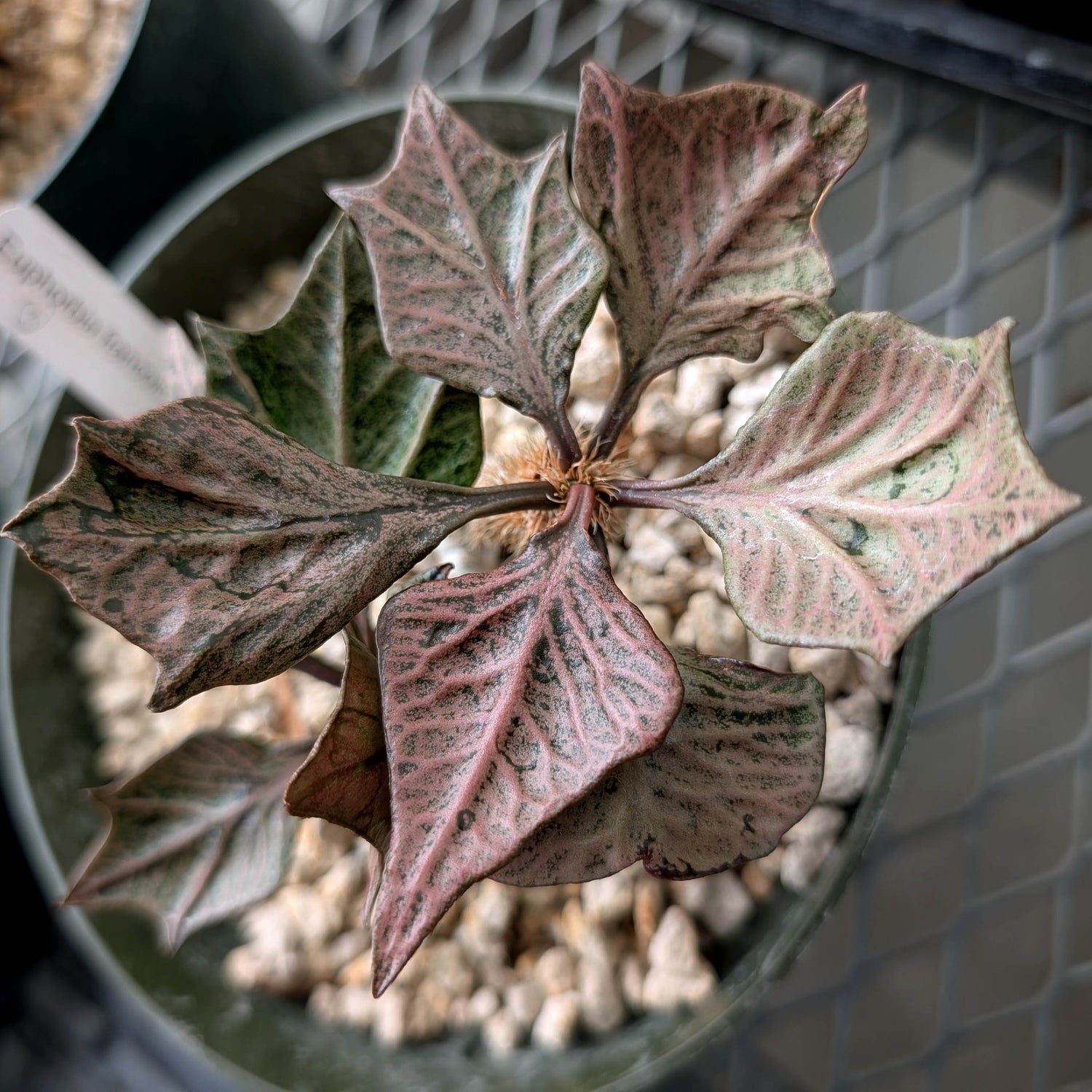 Euphorbia francoisii #3