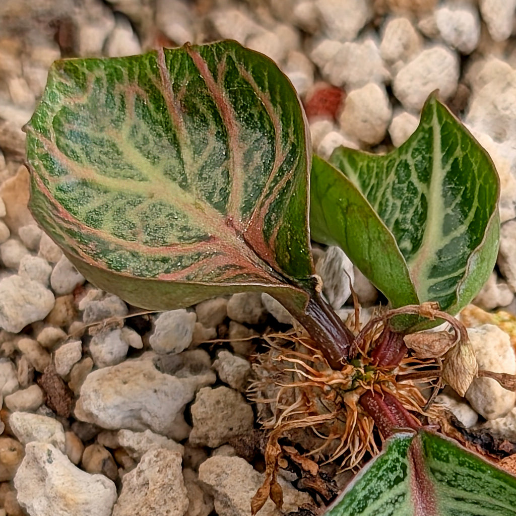 Euphorbia francoisii #30
