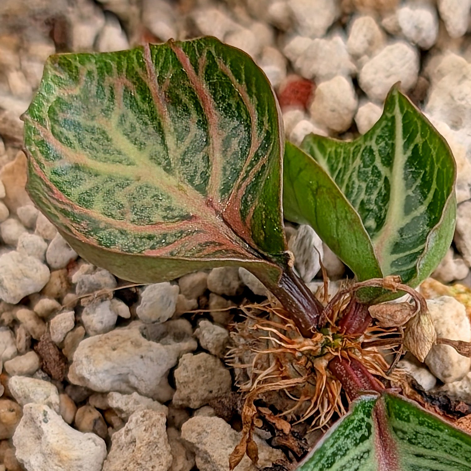 Euphorbia francoisii #30