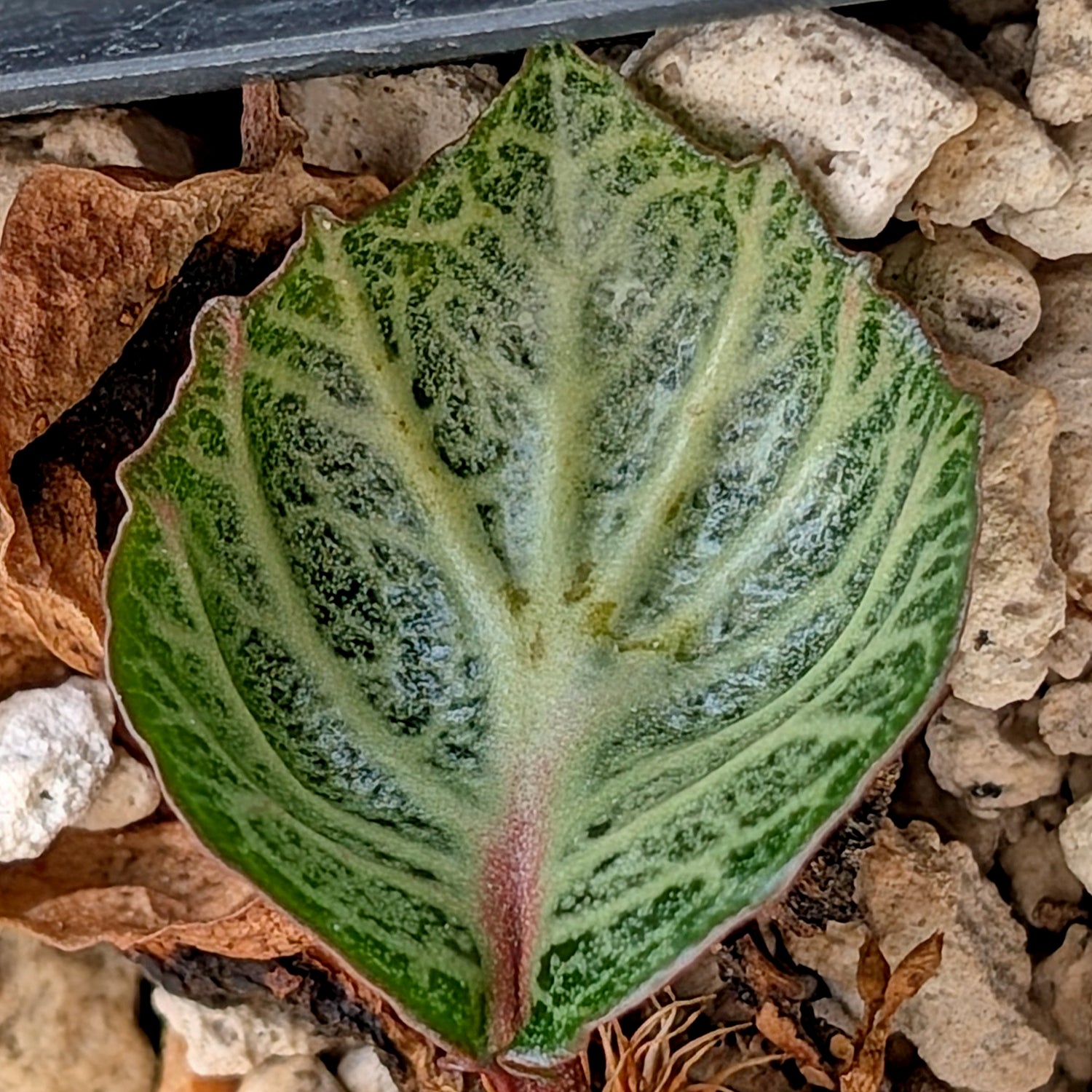 Euphorbia francoisii #30