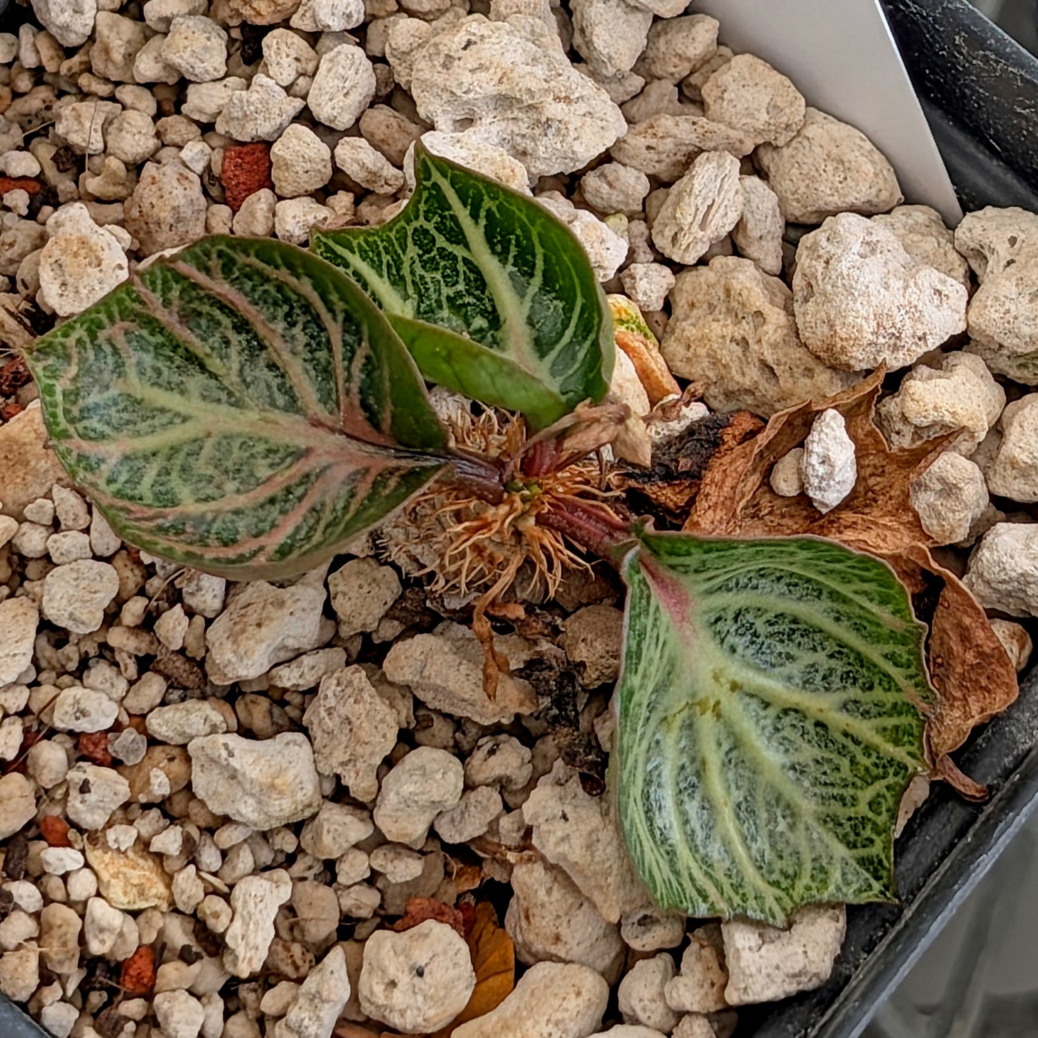 Euphorbia francoisii #30