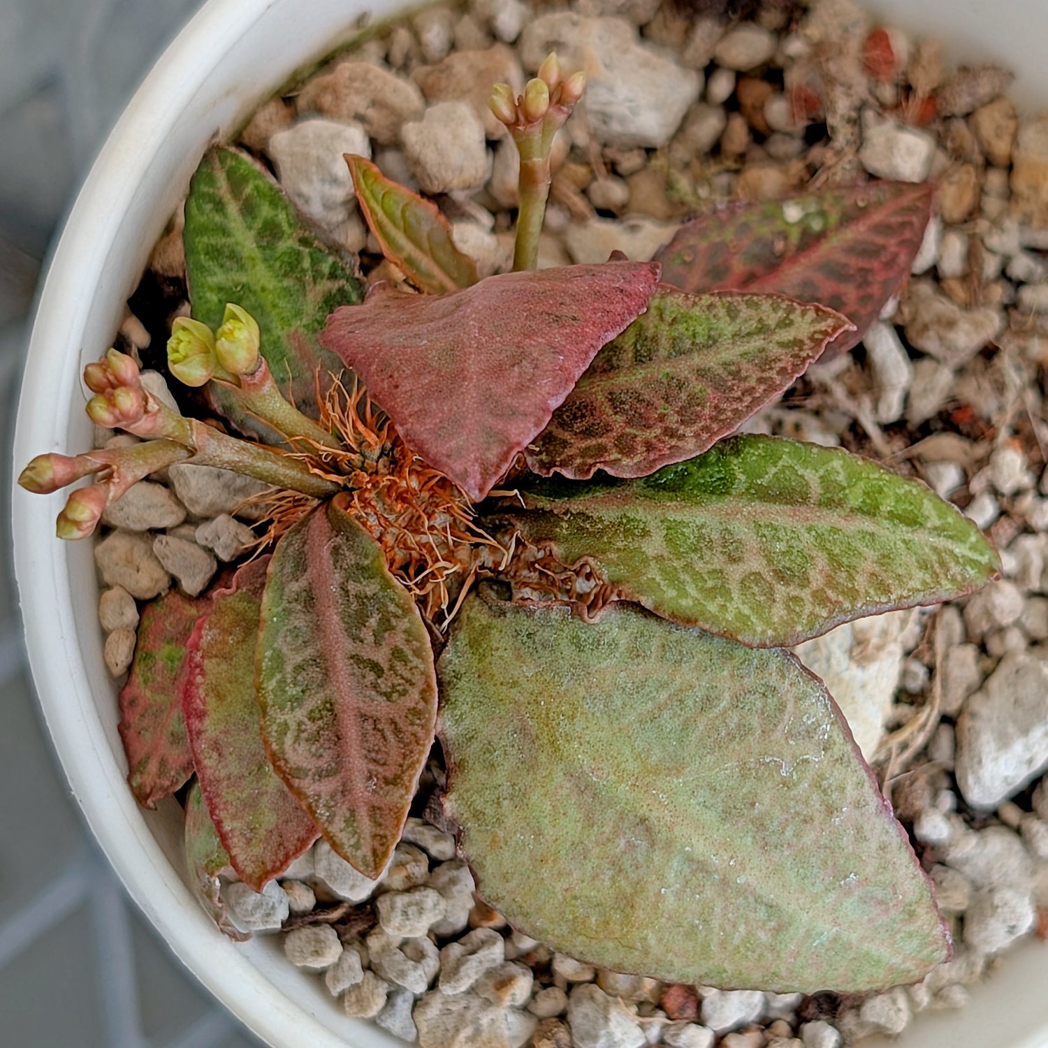 Euphorbia francoisii #31