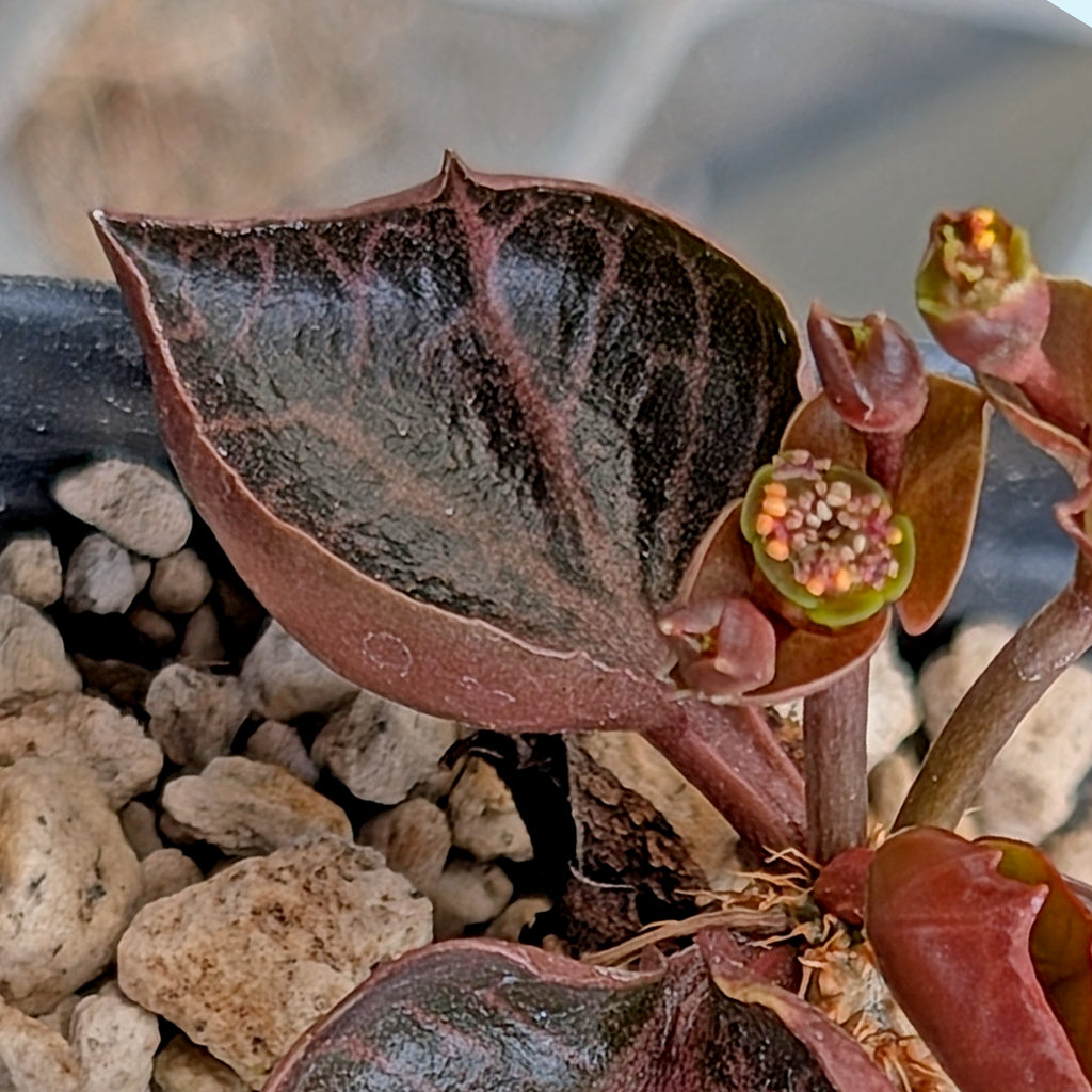 Euphorbia francoisii #32