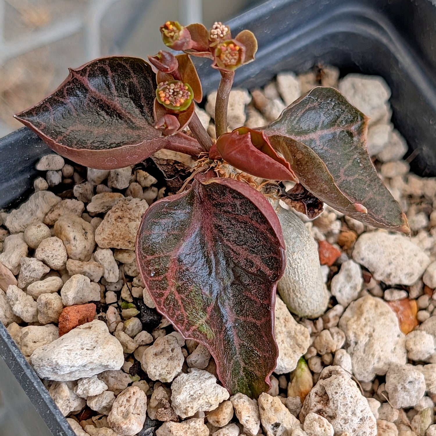 Euphorbia francoisii #32