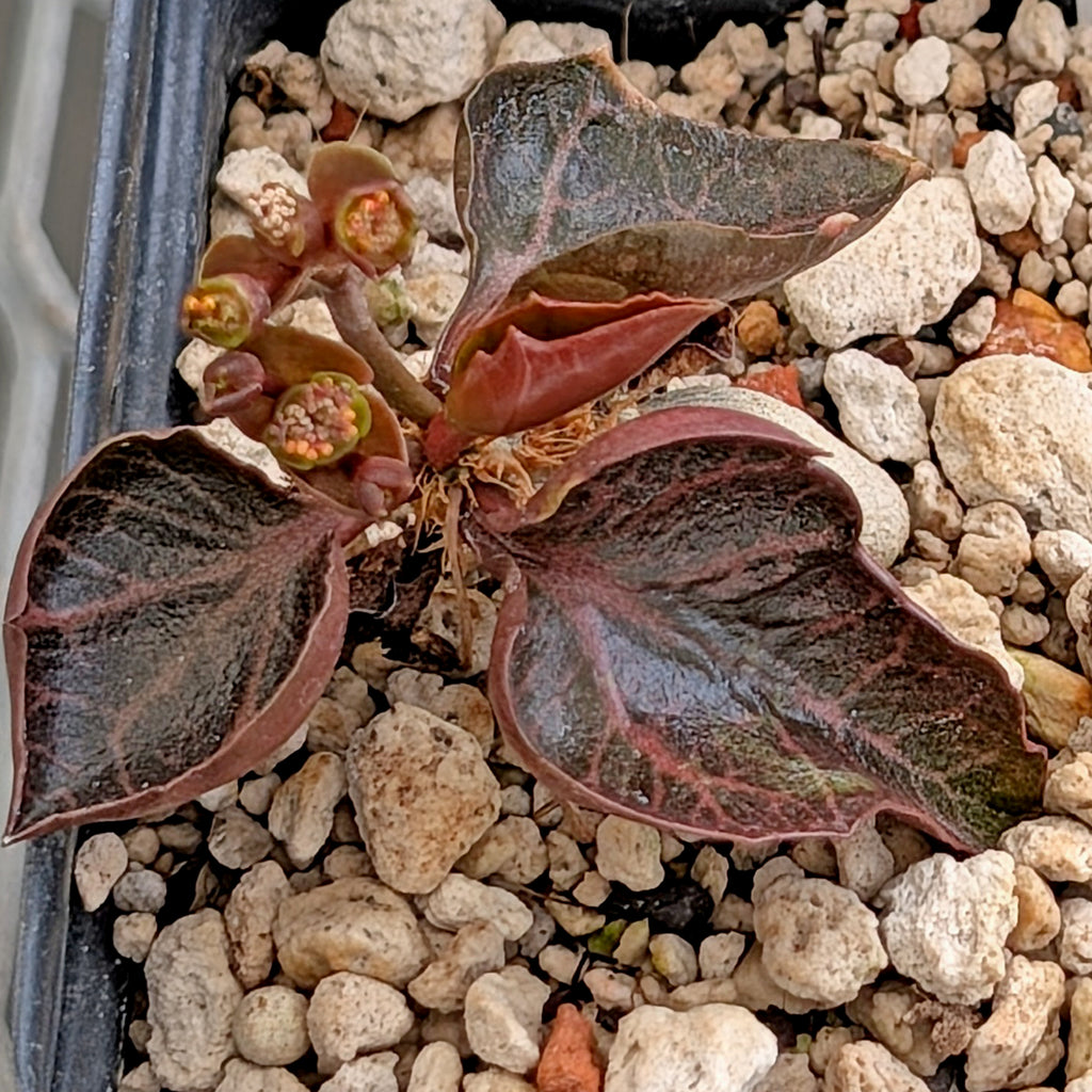 Euphorbia francoisii #32