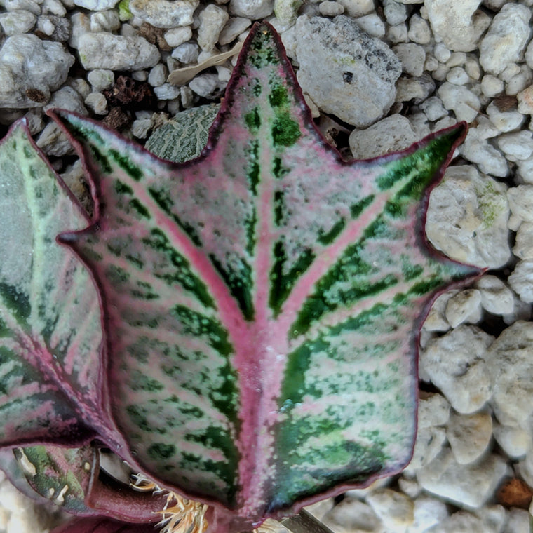 Euphorbia francoisii #4