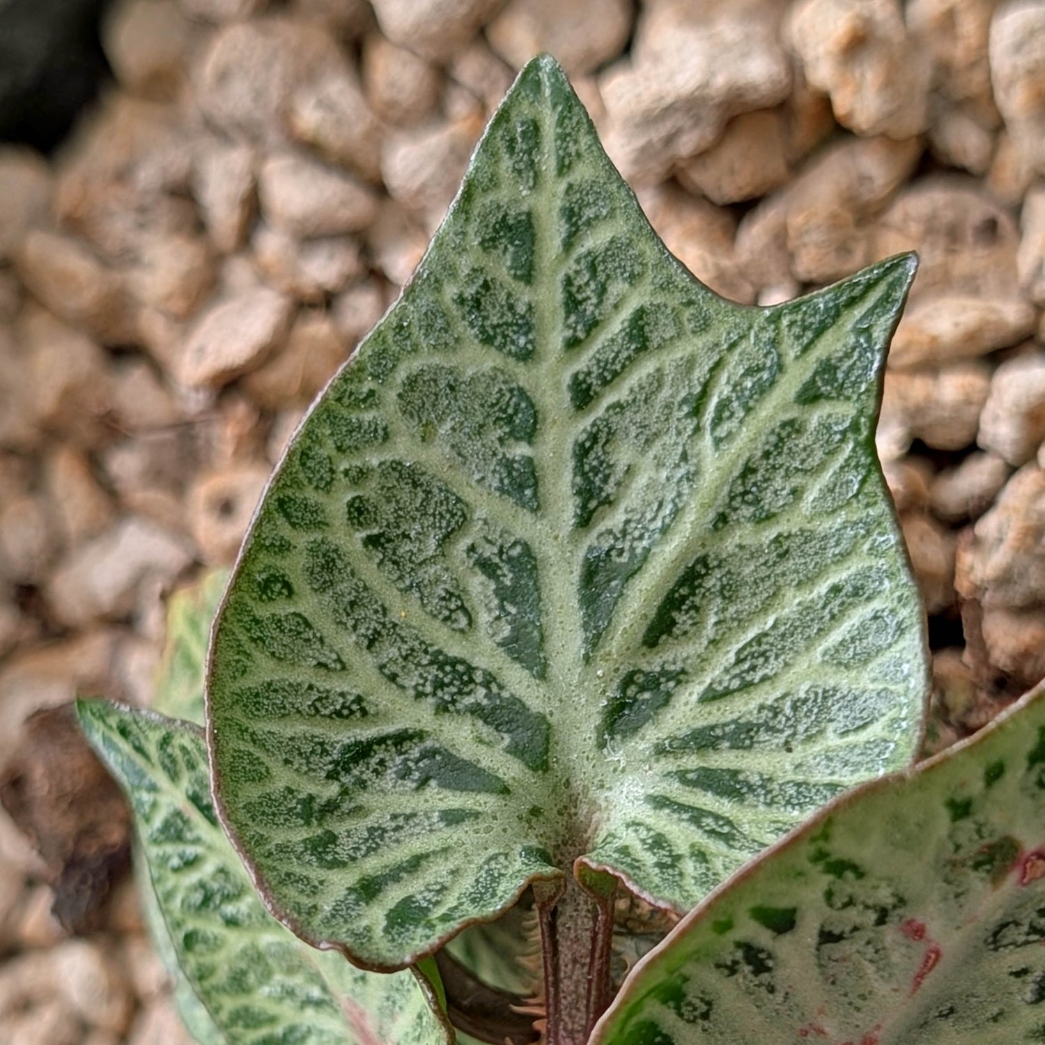 Euphorbia francoisii #4