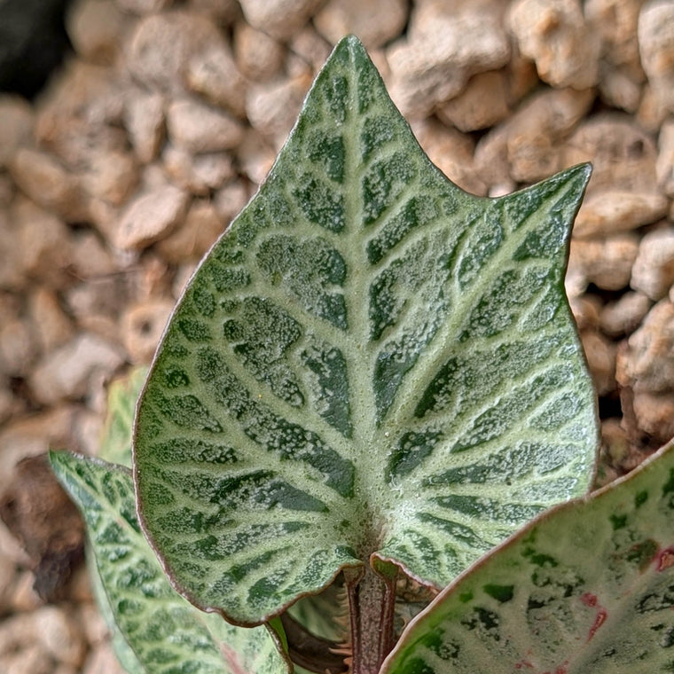 Euphorbia francoisii #4