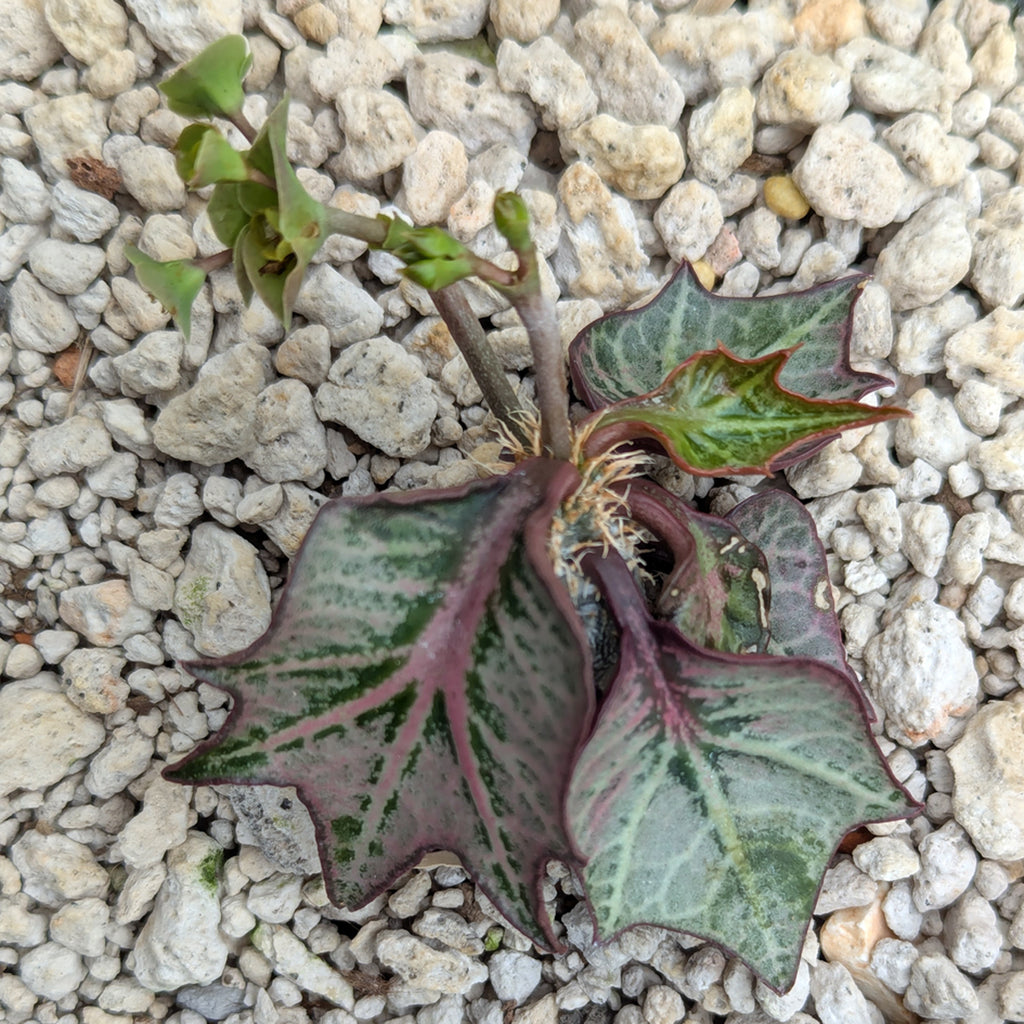 Euphorbia francoisii #4