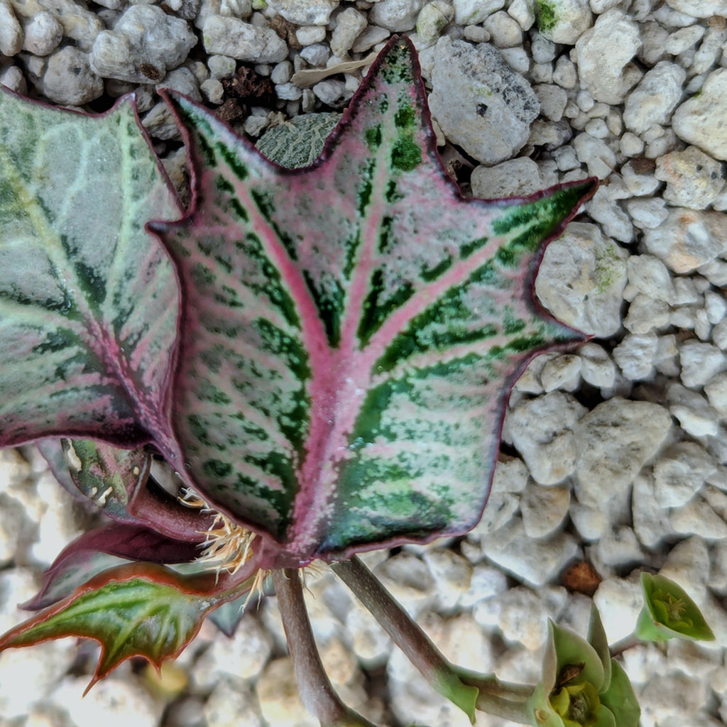 Euphorbia francoisii #4
