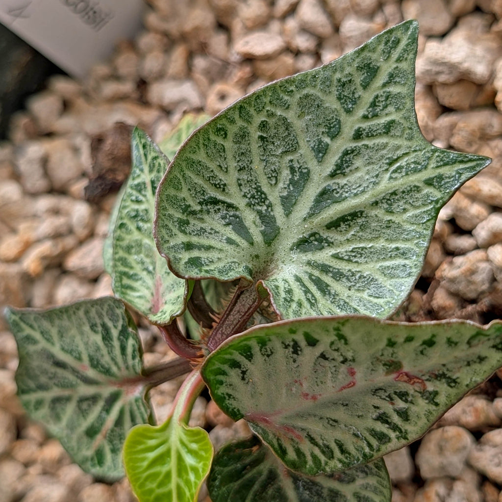 Euphorbia francoisii #4