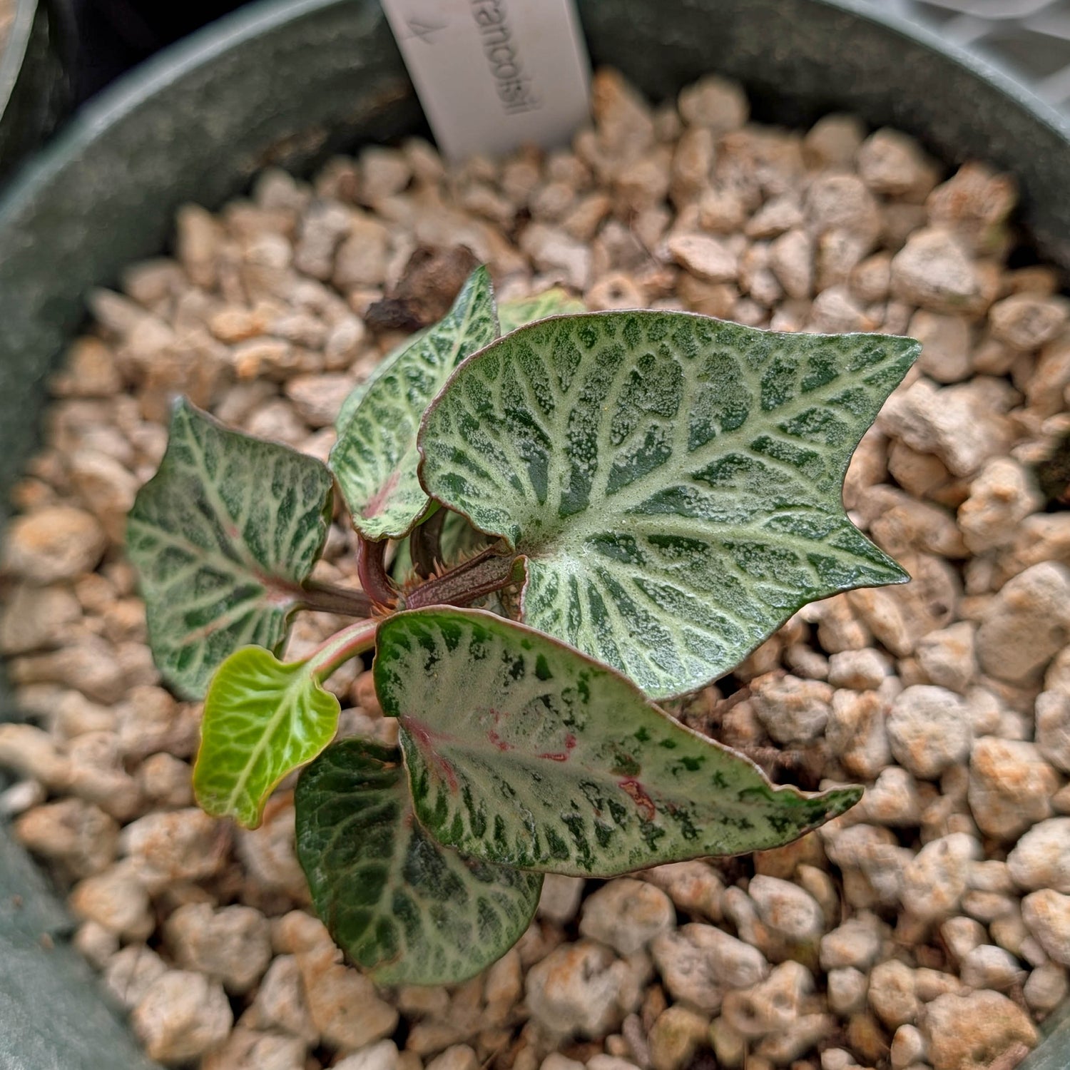 Euphorbia francoisii #4