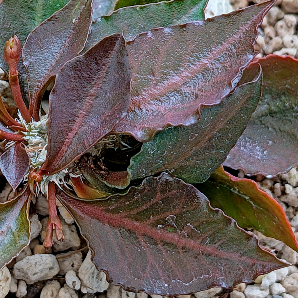 Euphorbia francoisii x cap-saintemariensis #4