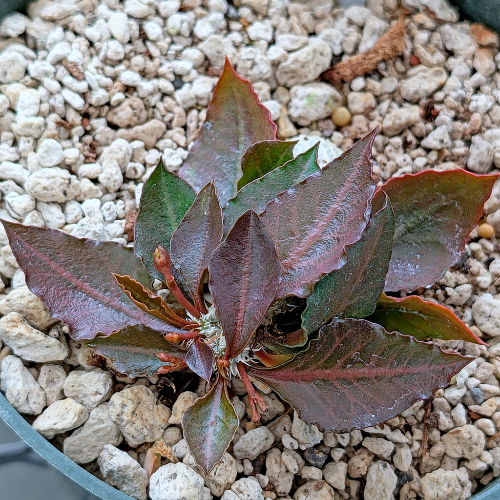 Euphorbia francoisii x cap-saintemariensis #4