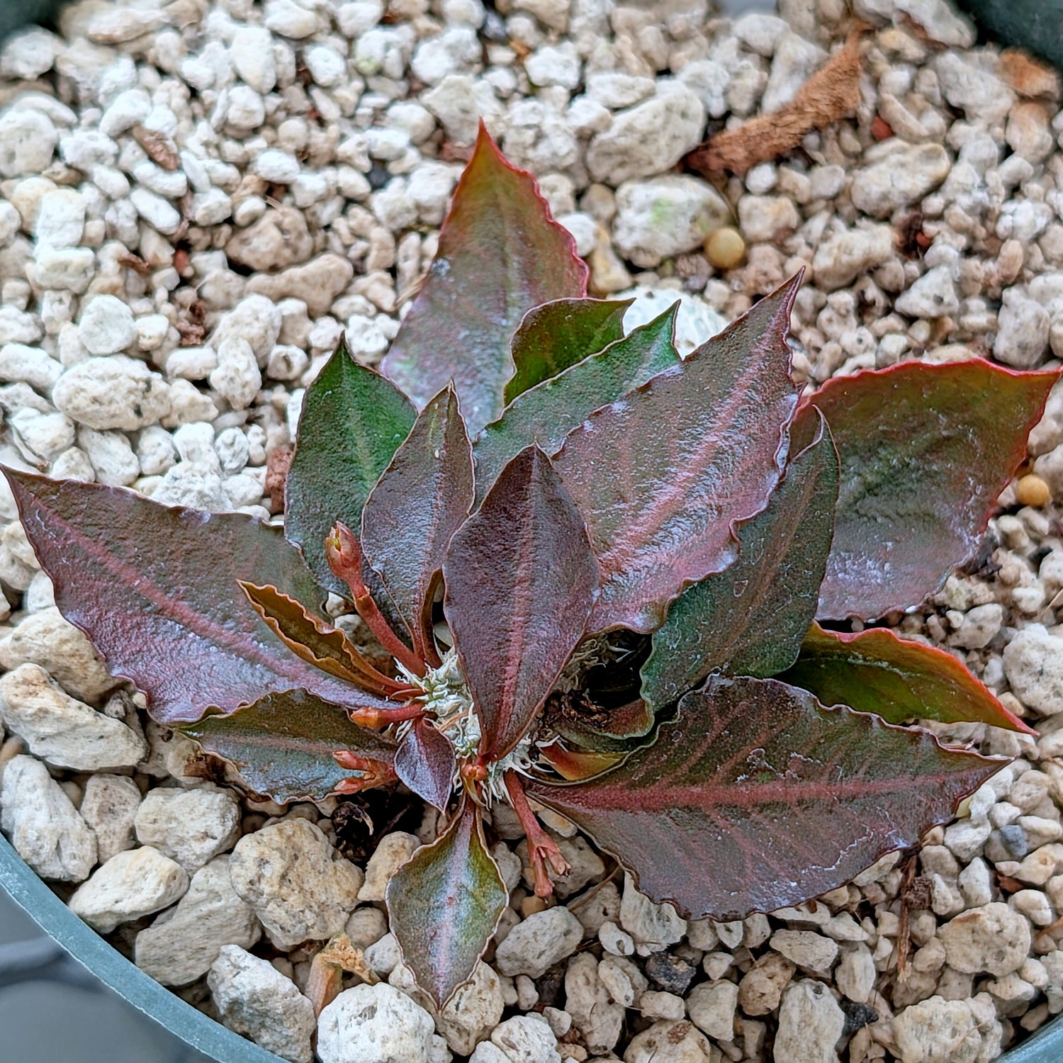 Euphorbia francoisii x cap-saintemariensis #4