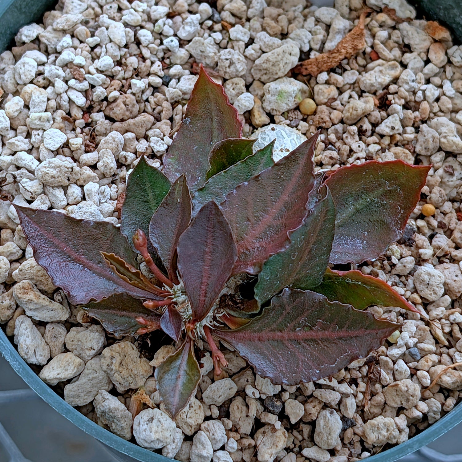 Euphorbia francoisii x cap-saintemariensis #4