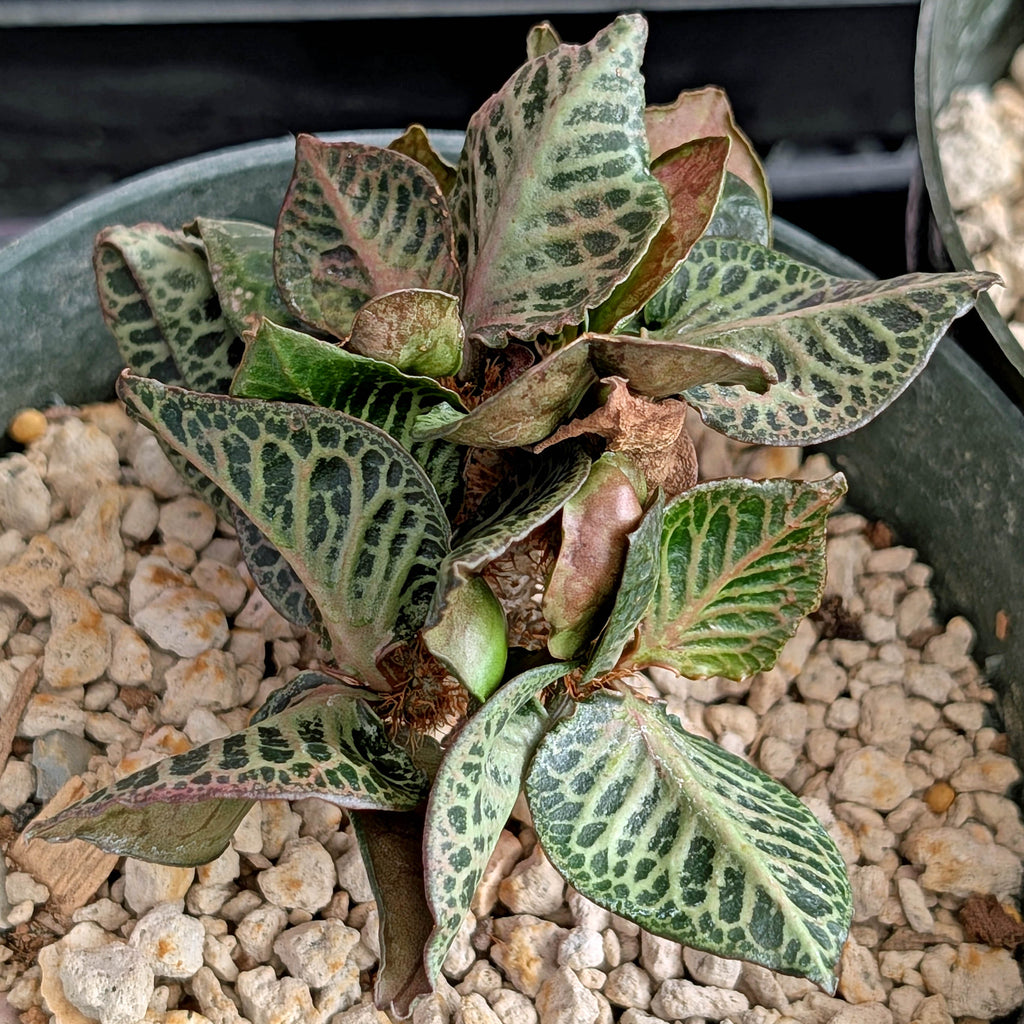 Euphorbia francoisii #5