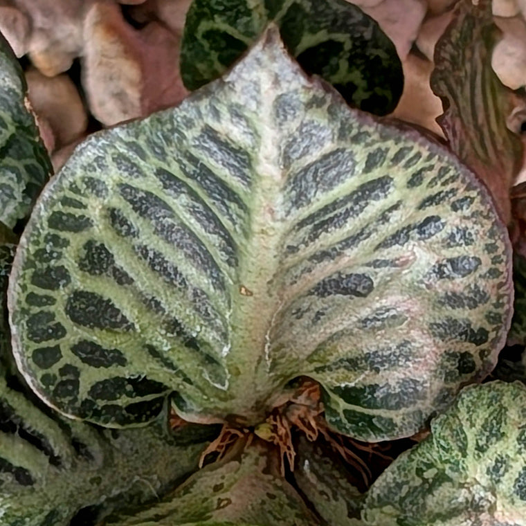 Euphorbia francoisii #5