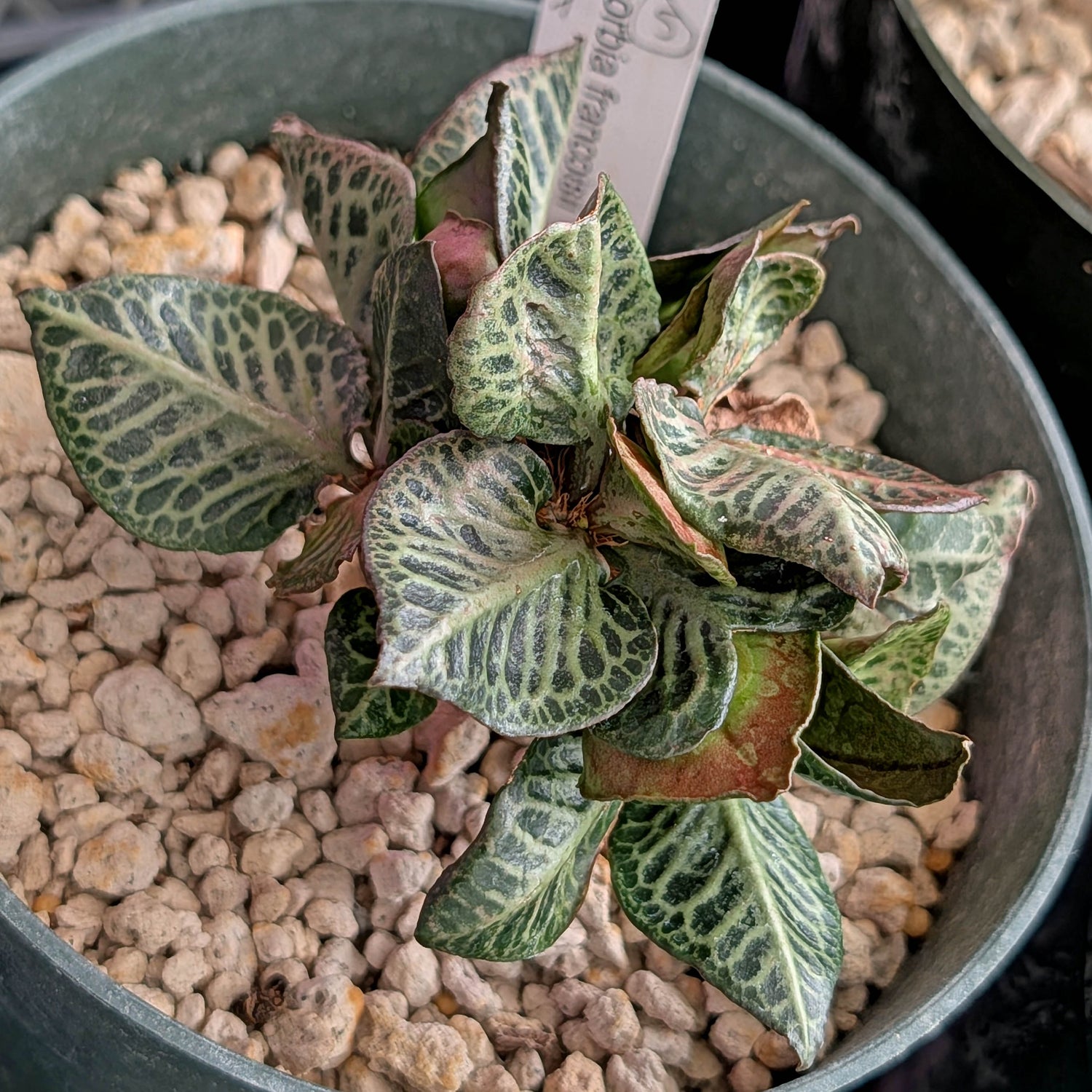Euphorbia francoisii #5