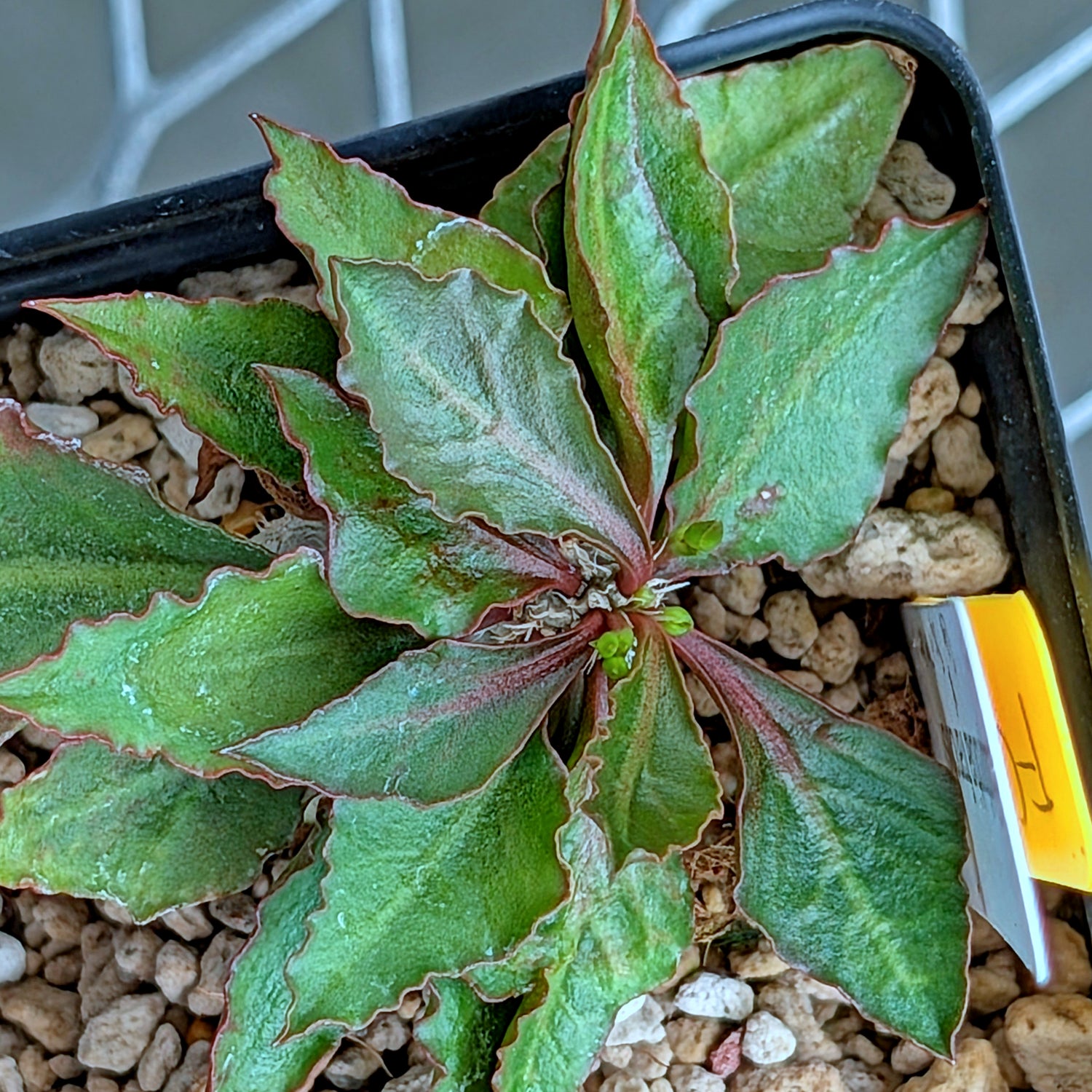 Euphorbia francoisii x cap-saintemariensis #5