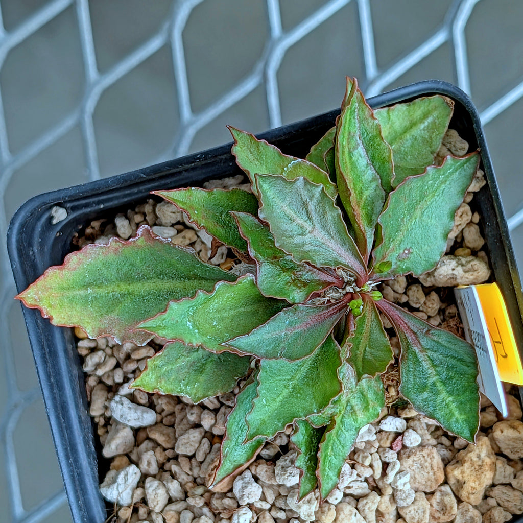 Euphorbia francoisii x cap-saintemariensis #5