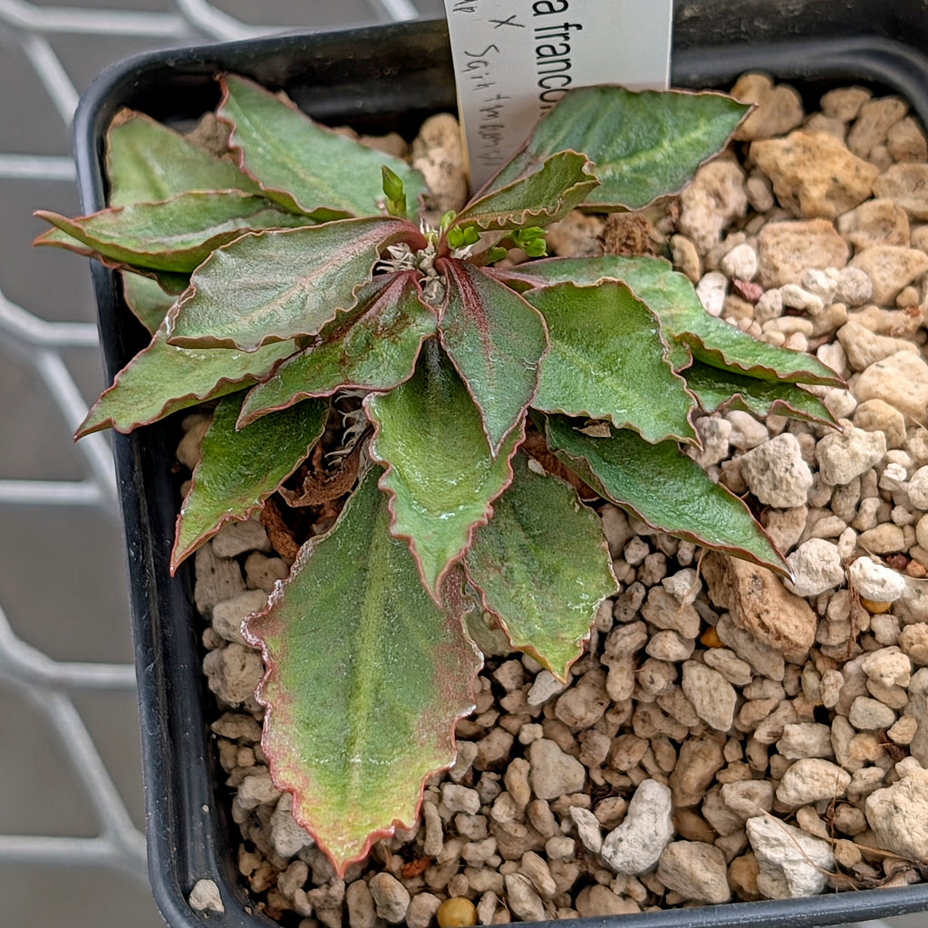 Euphorbia francoisii x cap-saintemariensis #5