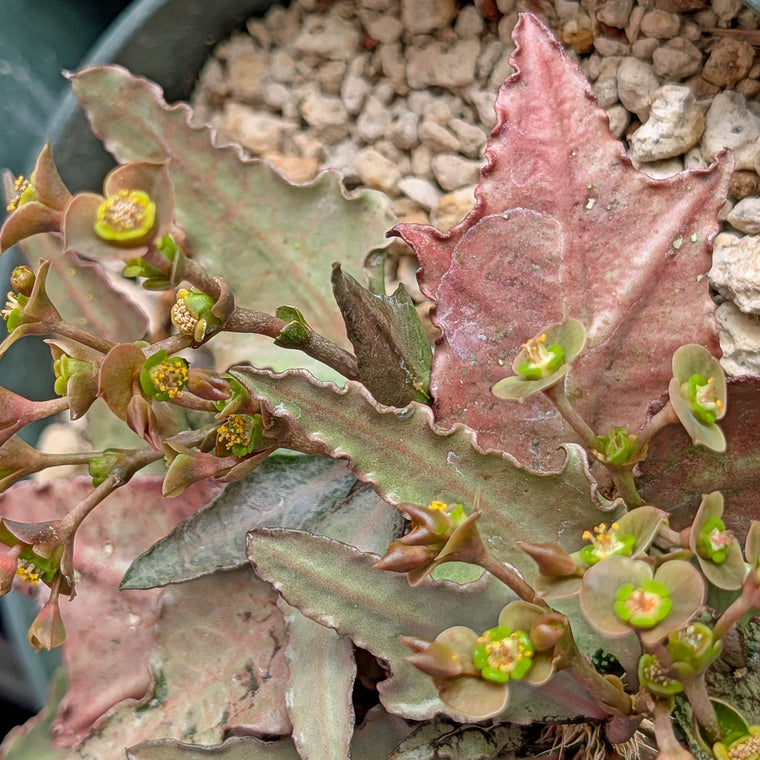 Euphorbia francoisii #6