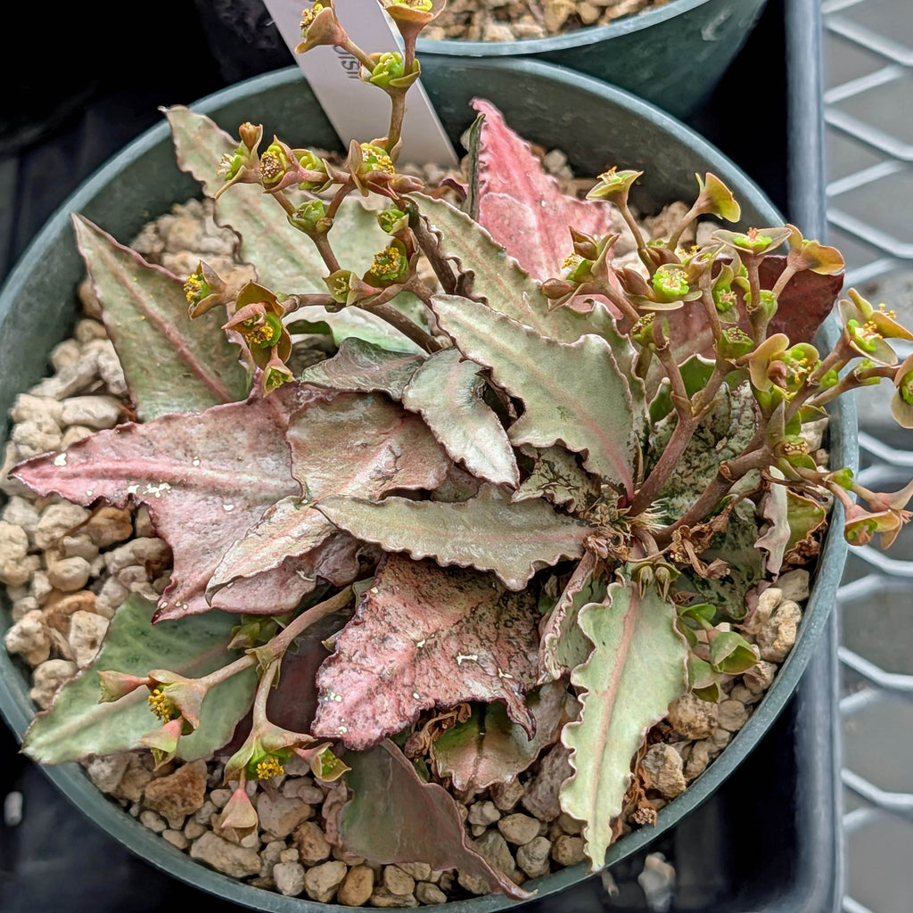 Euphorbia francoisii #6