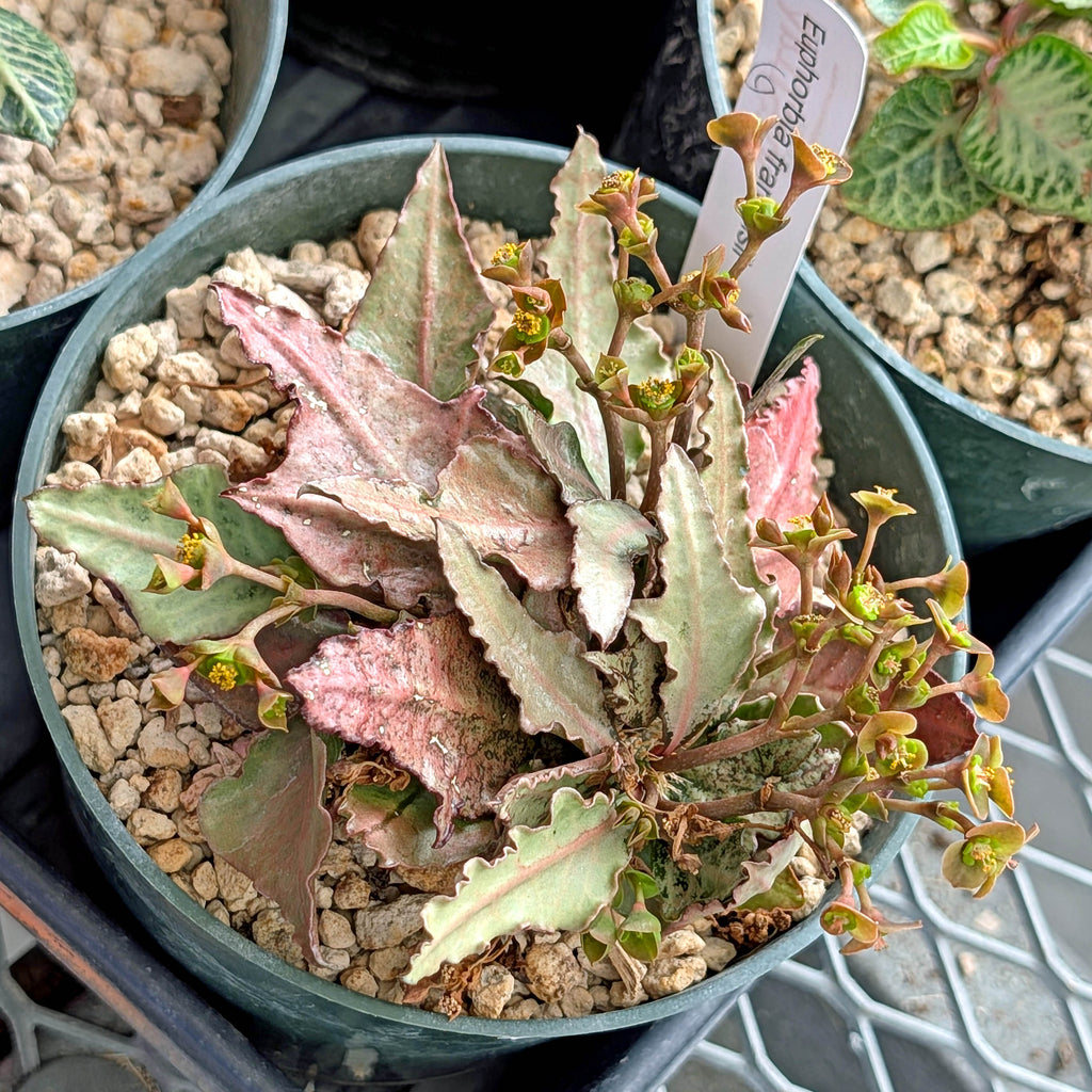 Euphorbia francoisii #6