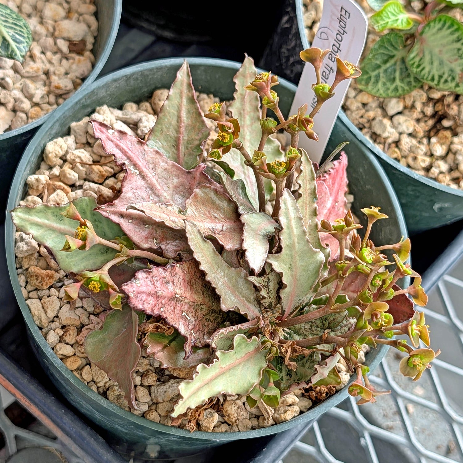 Euphorbia francoisii #6